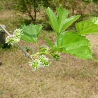 Morus alba L.